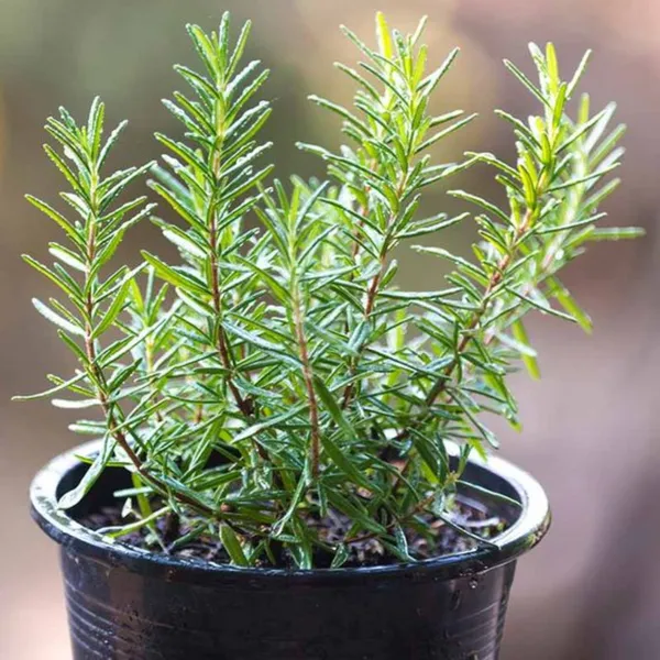 Rosemary_Plant_Default_Title