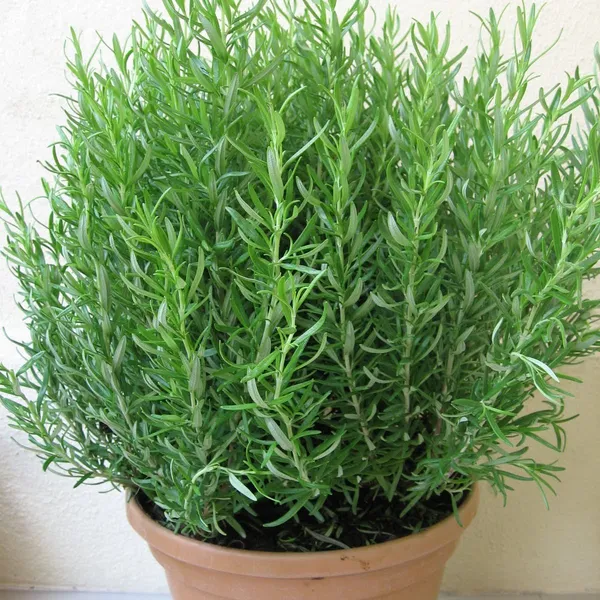 Rosemary_Plant_Default_Title