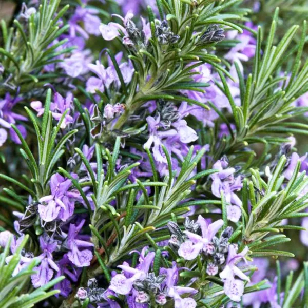 Rosemary_Plant_Default_Title