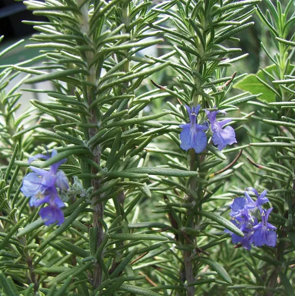 Rosemary_Plant_Default_Title