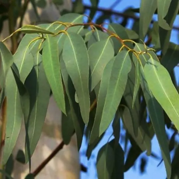 Nilgiri_Eucalyptus_Plant_Default_Title