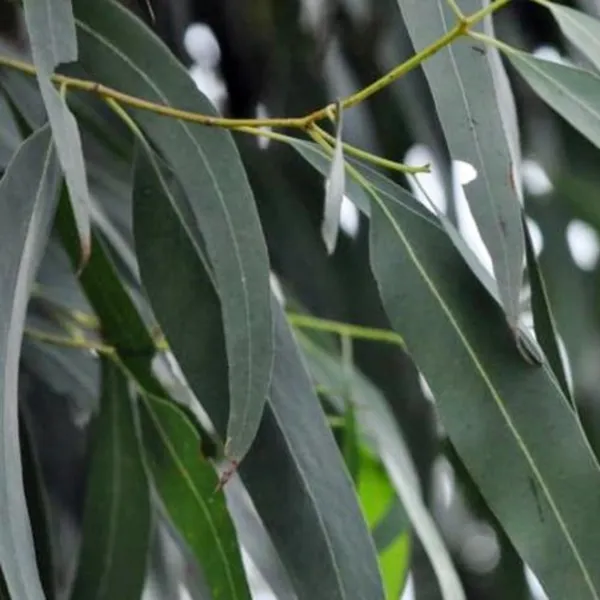 Nilgiri_Eucalyptus_Plant_Default_Title