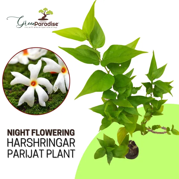 Green_Paradise_Parijat_Plant_Night_Flowering_Jasmine_Live_Plant_Default_Title