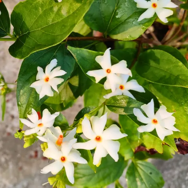 Green_Paradise_Parijat_Plant_Night_Flowering_Jasmine_Live_Plant_Default_Title