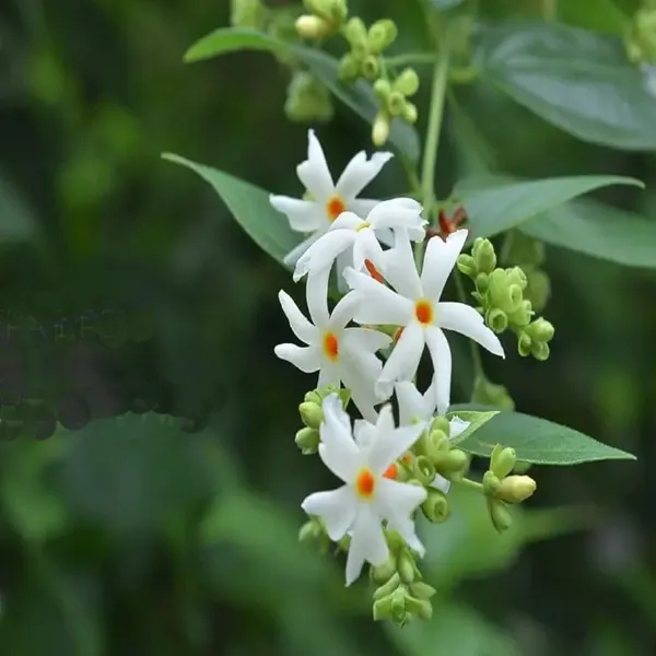 Green_Paradise_Parijat_Plant_Night_Flowering_Jasmine_Live_Plant_Default_Title