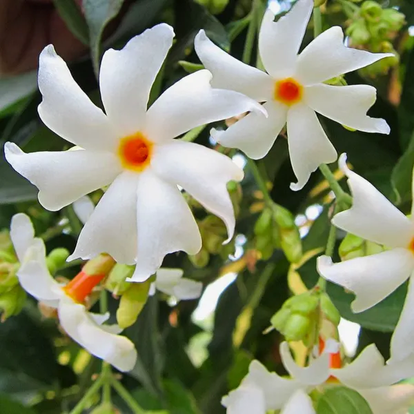 Green_Paradise_Parijat_Plant_Night_Flowering_Jasmine_Live_Plant_Default_Title