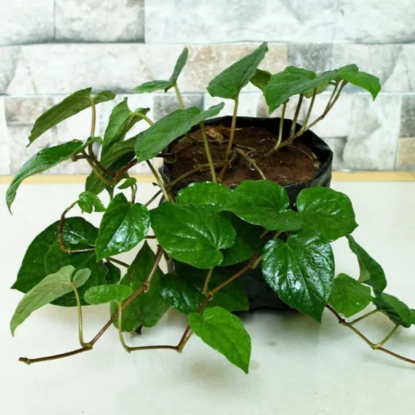 Nagarvel_Betel_Leaf_Plant_Default_Title