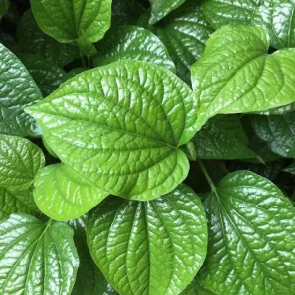 Nagarvel_Betel_Leaf_Plant_Default_Title