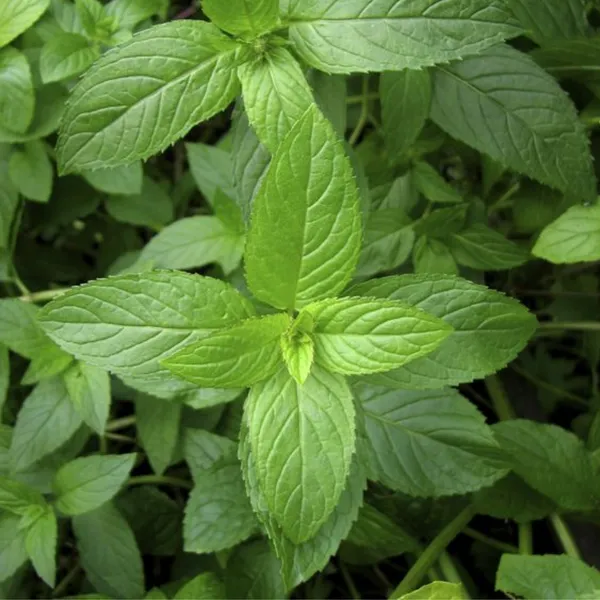 Peppermint_Plant_Buy_Online_Default_Title