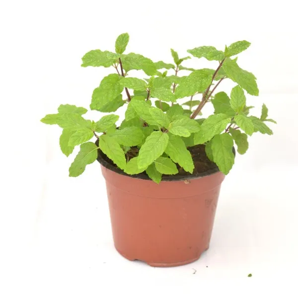 Peppermint_Plant_Buy_Online_Default_Title