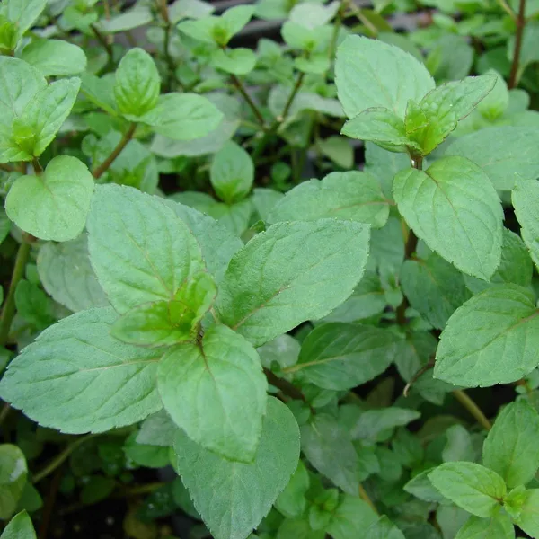 Peppermint_Plant_Buy_Online_Default_Title