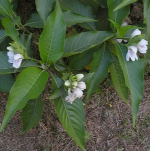 Adusi_Plant_Adhatoda_Vasica_Adulsa_Medicinal_Plant_Default_Title