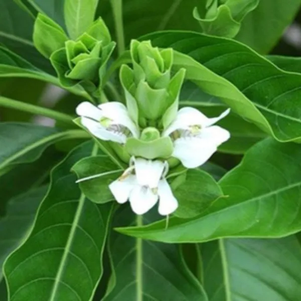Adusi_Plant_Adhatoda_Vasica_Adulsa_Medicinal_Plant_Default_Title