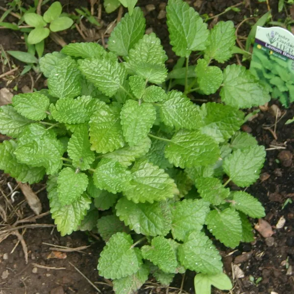 Lemon_Balm_Plant_Default_Title