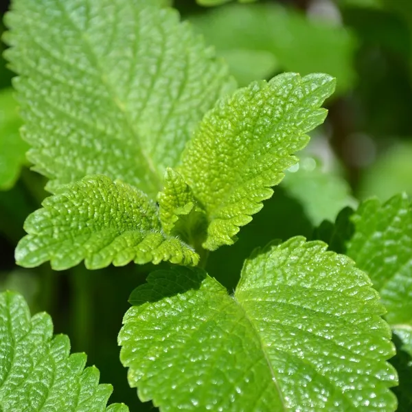 Lemon_Balm_Plant_Default_Title