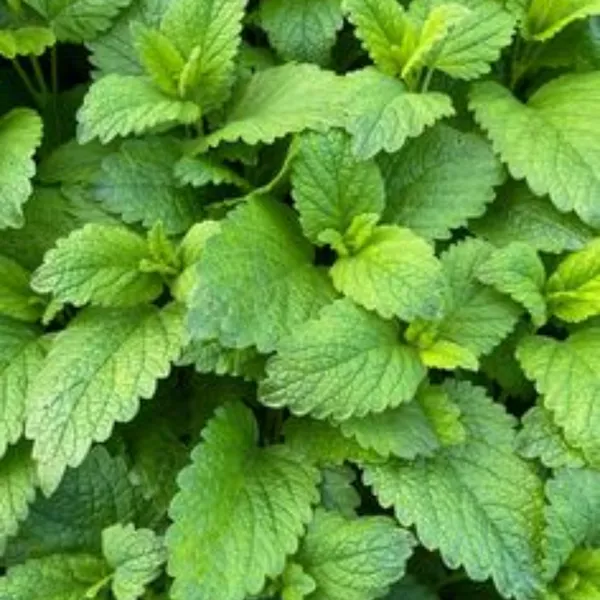 Lemon_Balm_Plant_Default_Title