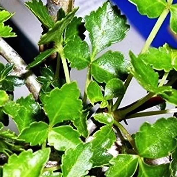 The_Guggul_Plant_Default_Title