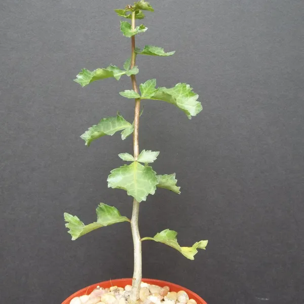 The_Guggul_Plant_Default_Title
