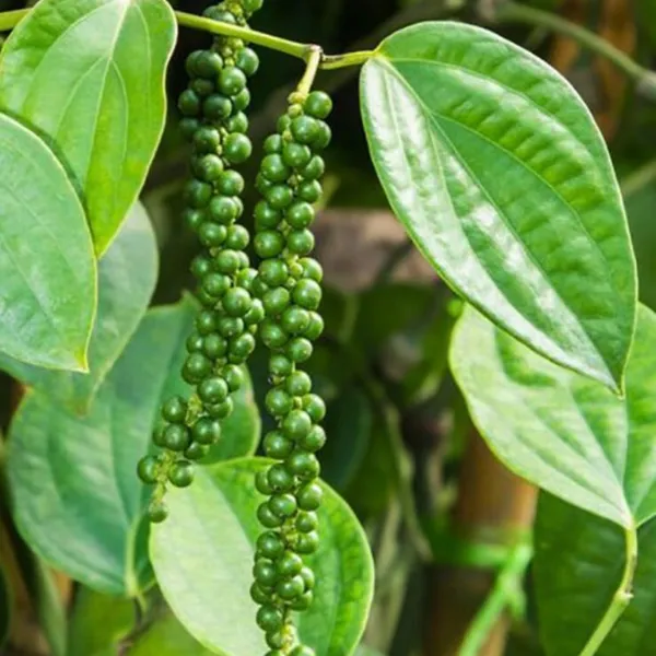 Black_Pepper_Piper_Nigrum_Plant_Default_Title