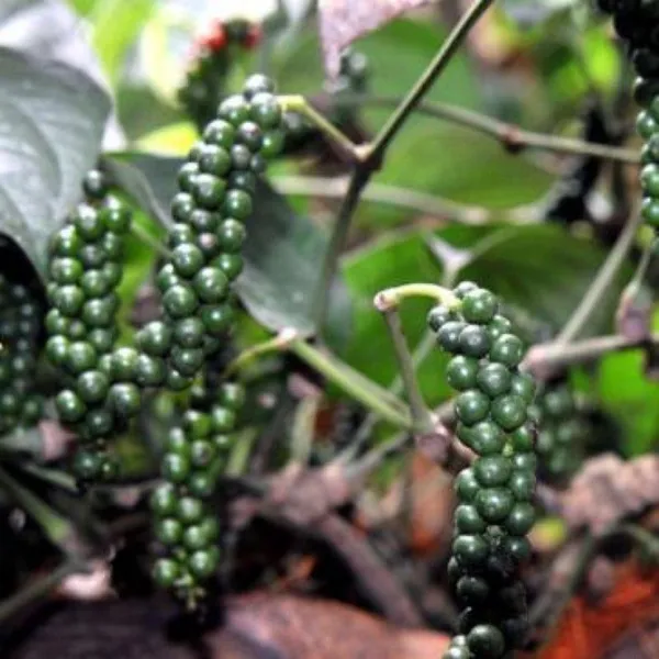 Black_Pepper_Piper_Nigrum_Plant_Default_Title