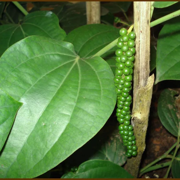 Black_Pepper_Piper_Nigrum_Plant_Default_Title