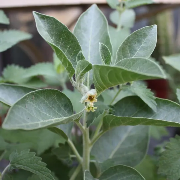 Ashwagandha_Plant_Default_Title