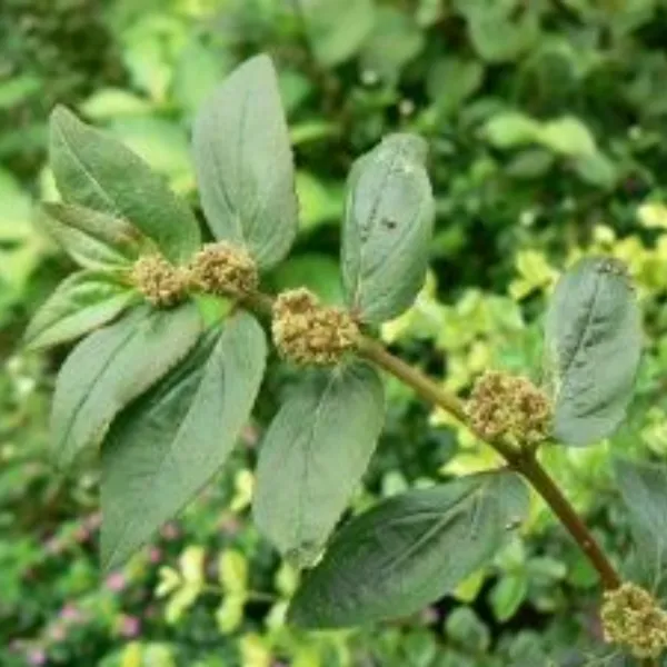 Ashwagandha_Plant_Default_Title