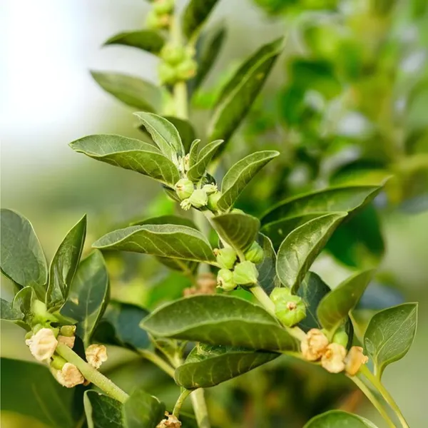 Ashwagandha_Plant_Default_Title