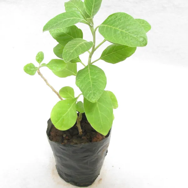 Ashwagandha_Plant_Default_Title