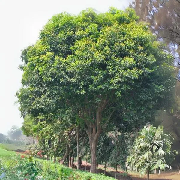 Bakul_Tree_Mimusops_Elengi_Borsalli_Plant_Default_Title
