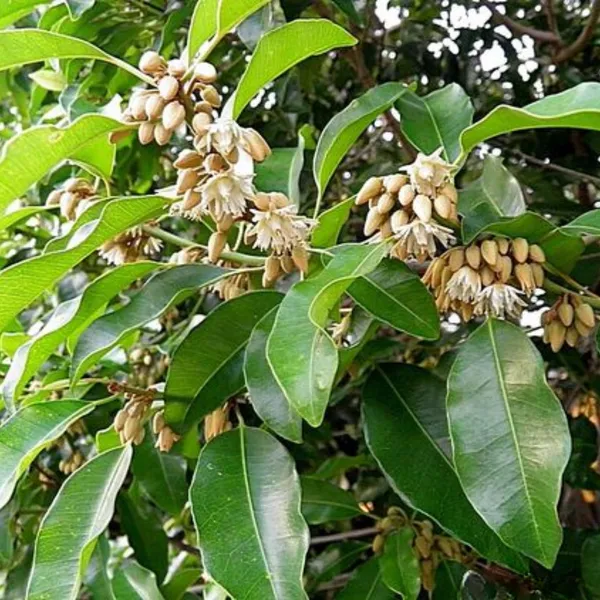 Bakul_Tree_Mimusops_Elengi_Borsalli_Plant_Default_Title