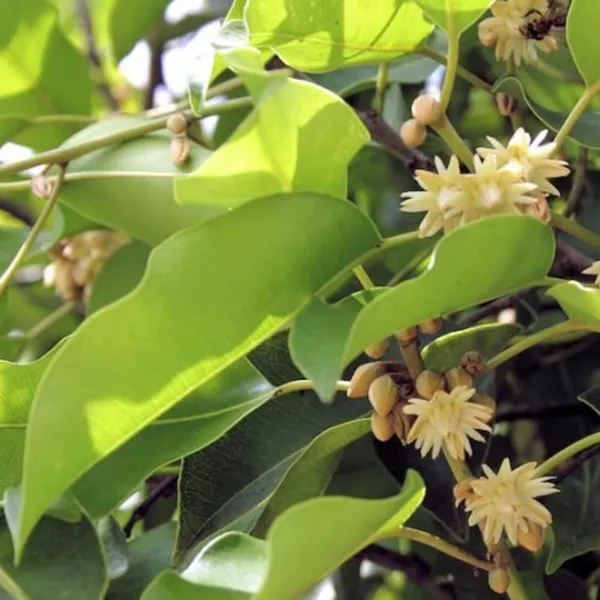 Bakul_Tree_Mimusops_Elengi_Borsalli_Plant_Default_Title
