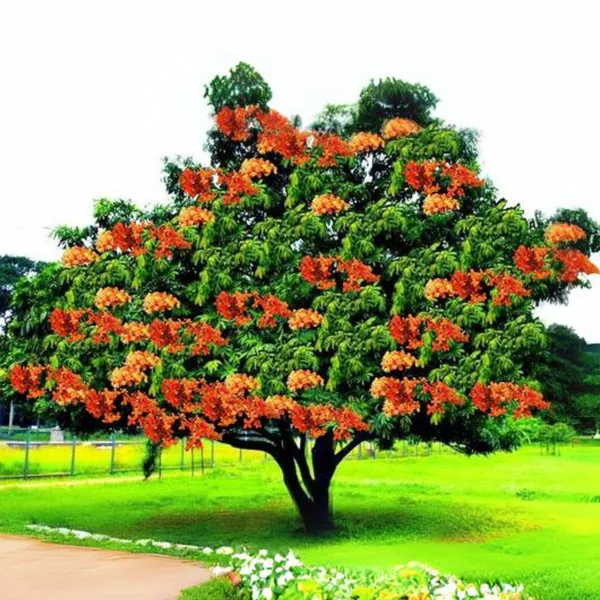 Ashoka_Saraca_Plant_Default_Title