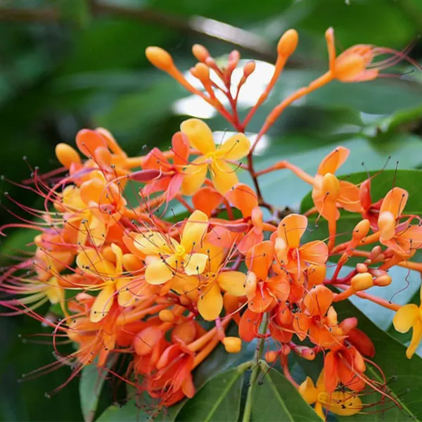 Ashoka_Saraca_Plant_Default_Title