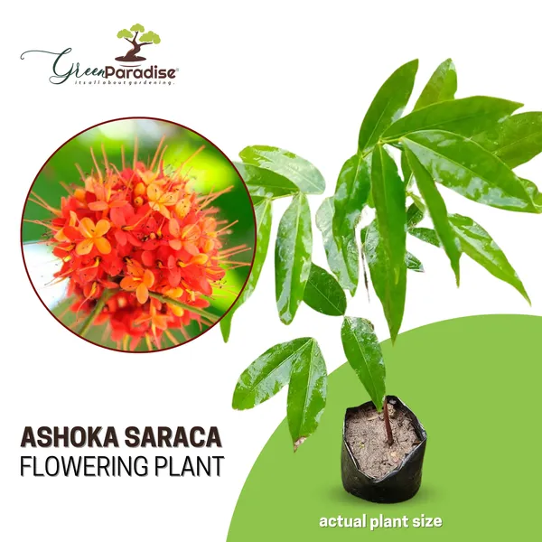 Ashoka_Saraca_Plant_Default_Title