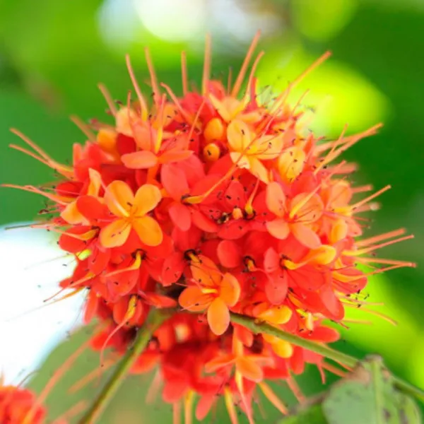 Ashoka_Saraca_Plant_Default_Title