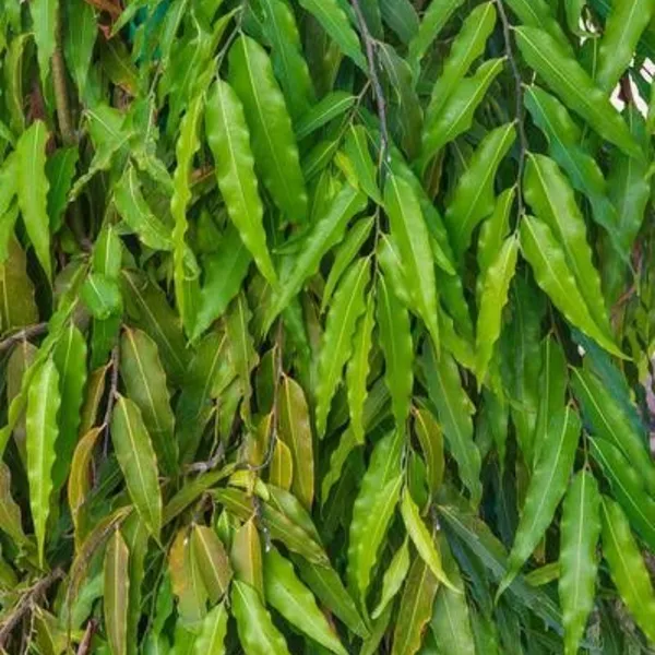 Ashoka_Polyalthia_Longifolia_Plant_Default_Title