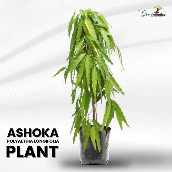 Ashoka_Polyalthia_Longifolia_Plant_Default_Title