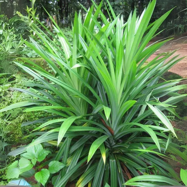 Pandanus_Amaryllifolius_Plant_Pandan_Plant_Rambha_Plant_Biryani_Leaves_Plant_Basmati_Plant_Default_Title