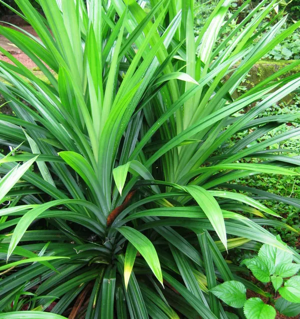 Pandanus_Amaryllifolius_Plant_Pandan_Plant_Rambha_Plant_Biryani_Leaves_Plant_Basmati_Plant_Default_Title