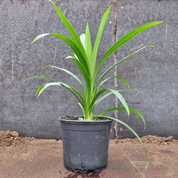 Pandanus_Amaryllifolius_Plant_Pandan_Plant_Rambha_Plant_Biryani_Leaves_Plant_Basmati_Plant_Default_Title