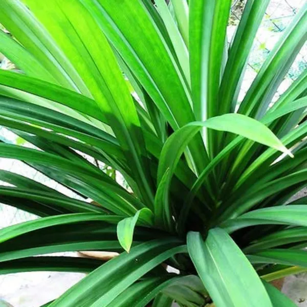 Pandanus_Amaryllifolius_Plant_Pandan_Plant_Rambha_Plant_Biryani_Leaves_Plant_Basmati_Plant_Default_Title