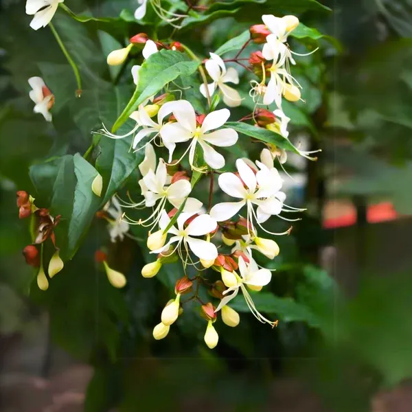 Clerodendrum_Wallichii_Beautiful_Rare_White_Flowering_Semi_Creeper_Plant_Default_Title