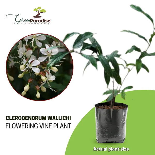 Clerodendrum_Wallichii_Beautiful_Rare_White_Flowering_Semi_Creeper_Plant_Default_Title
