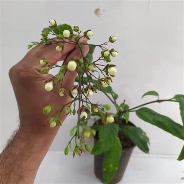 Clerodendrum_Wallichii_Beautiful_Rare_White_Flowering_Semi_Creeper_Plant_Default_Title