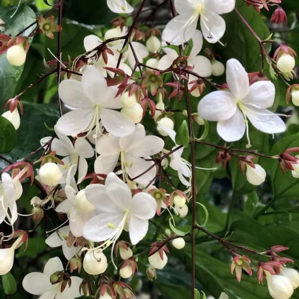 Clerodendrum_Wallichii_Beautiful_Rare_White_Flowering_Semi_Creeper_Plant_Default_Title
