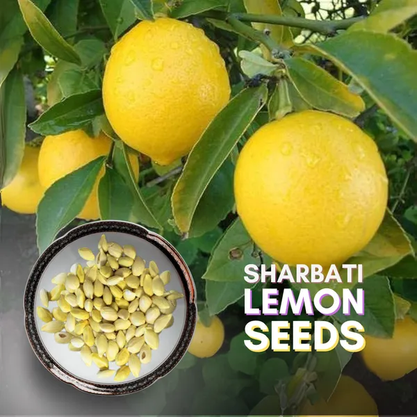 Sharbati_Lemon_F1_Quality_Seeds_Pack_Of_10_Seeds_Default_Title