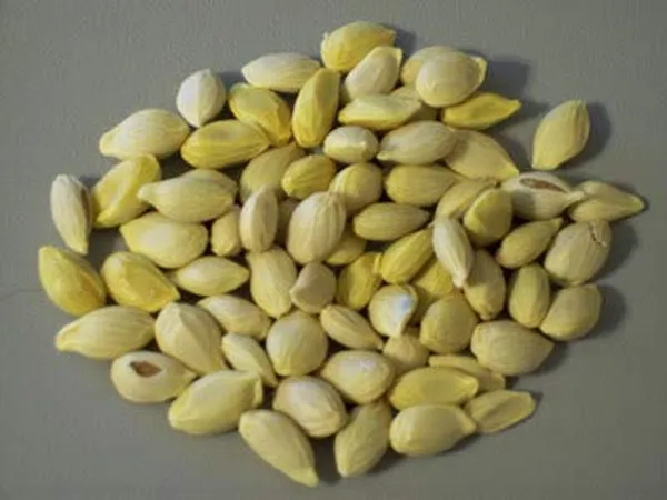 Sharbati_Lemon_F1_Quality_Seeds_Pack_Of_10_Seeds_Default_Title