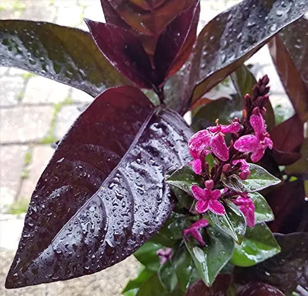 Black_Earanthamum_Plant_With_Pot_Default_Title