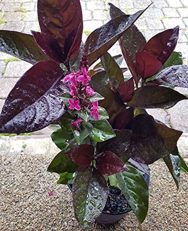 Black_Earanthamum_Plant_With_Pot_Default_Title